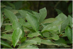 Neonauclea purpurea